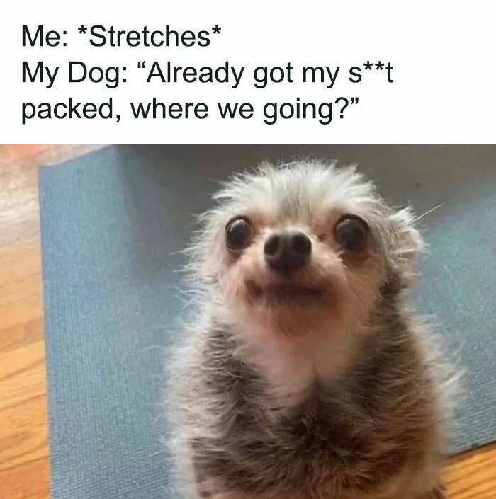 Side splitting dog memes thatll instantly cheer you up - #22 