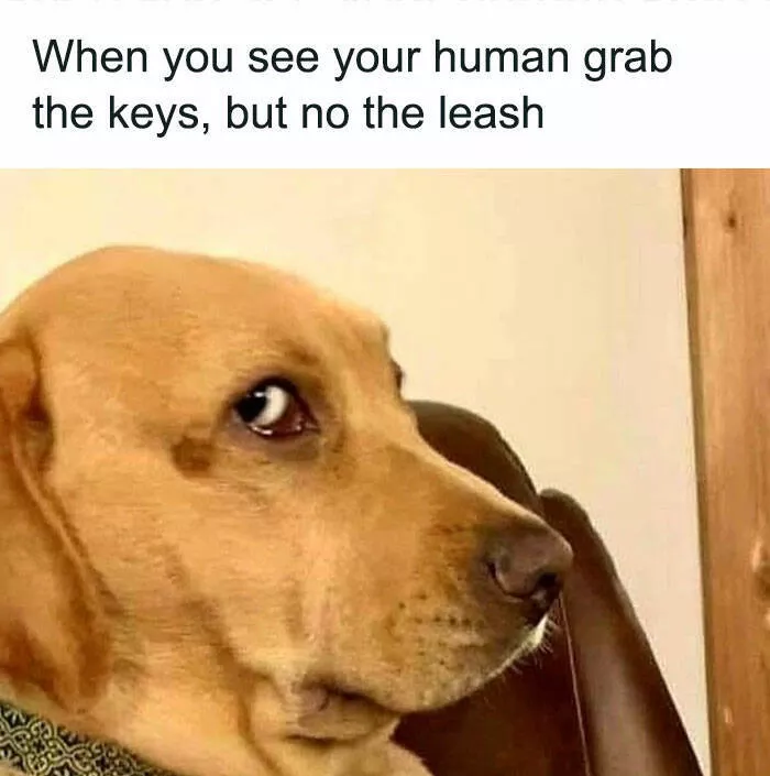 Side splitting dog memes thatll instantly cheer you up - #23 