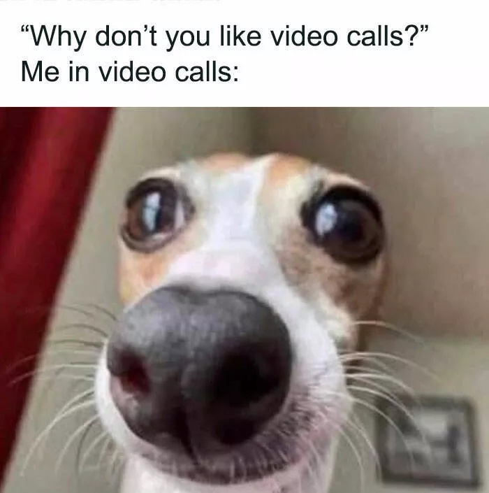 Side splitting dog memes thatll instantly cheer you up - #24 