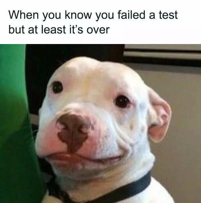 Side splitting dog memes thatll instantly cheer you up - #25 