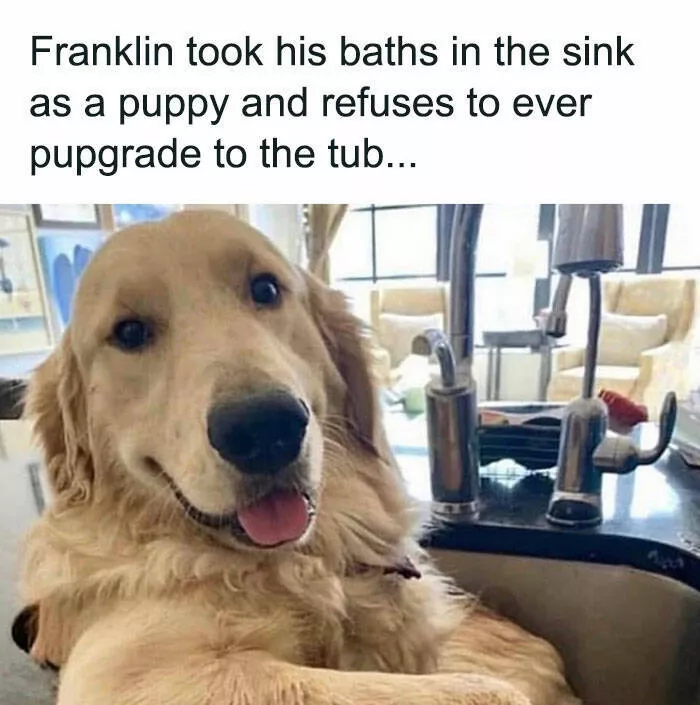 Side splitting dog memes thatll instantly cheer you up - #26 