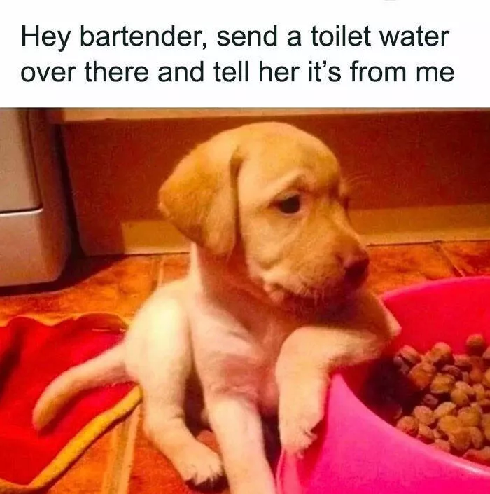 Side splitting dog memes thatll instantly cheer you up - #27 