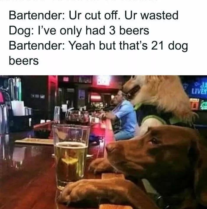 Side splitting dog memes thatll instantly cheer you up - #28 