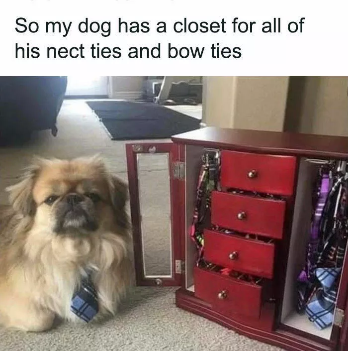 Side splitting dog memes thatll instantly cheer you up - #29 