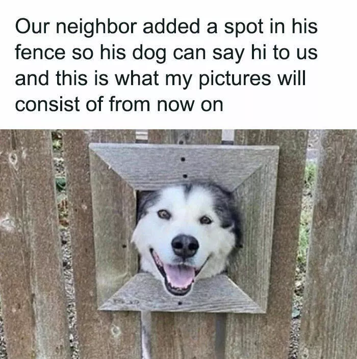 Side splitting dog memes thatll instantly cheer you up - #3 
