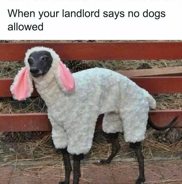 Side splitting dog memes thatll instantly cheer you up - #30 