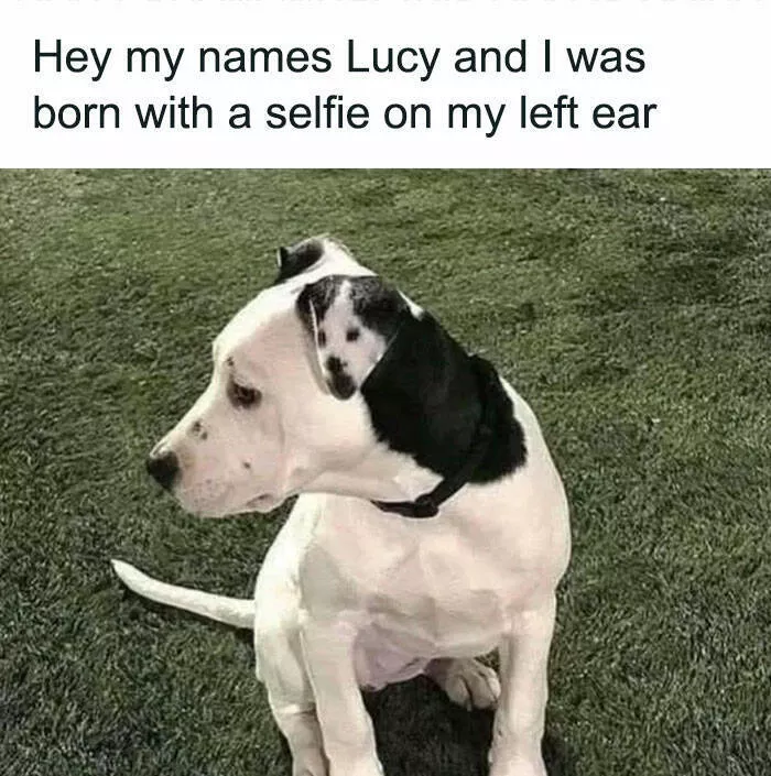 Side splitting dog memes thatll instantly cheer you up