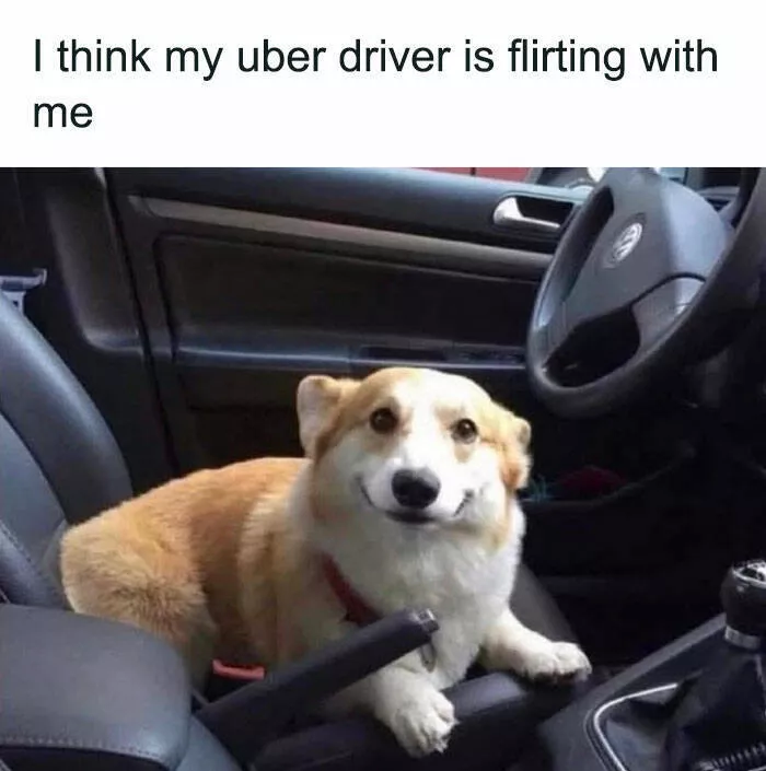 Side splitting dog memes thatll instantly cheer you up - #5 