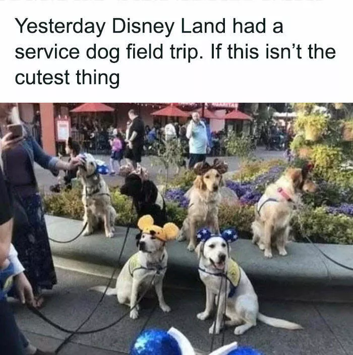 Memes de chiens hilarants pour illuminer votre journee - #6 