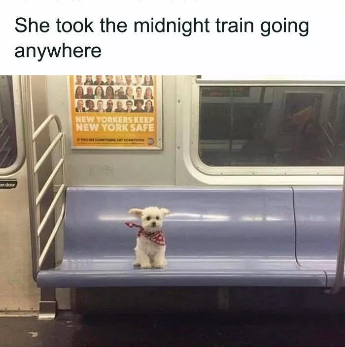 Side splitting dog memes thatll instantly cheer you up - #7 