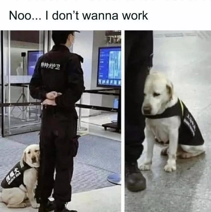Side splitting dog memes thatll instantly cheer you up - #8 