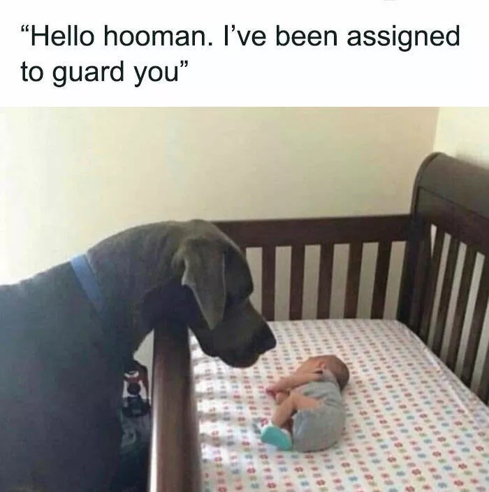 Side splitting dog memes thatll instantly cheer you up - #9 