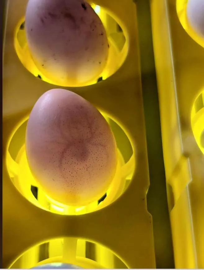 Visually pleasing moments you didnt expect - #30 The Egg I’m Incubating Looks Like the Spider-Man Logo Visually pleasing moments you didnt expect - #30 The Egg I’m Incubating Looks Like the Spider-Man Logo
