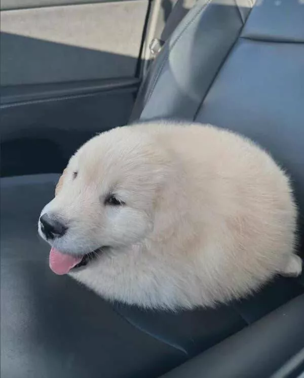 Pics that had us crying with laughter - #4 No Idea What’s Up With This Seal-Looking Pup, But It’s Hilarious: Pics that had us crying with laughter - #4 No Idea What’s Up With This Seal-Looking Pup, But It’s Hilarious: