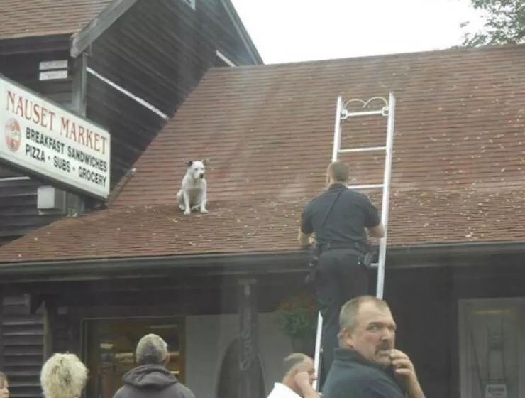 Uplifting internet joy wholesome highlights that warmed hearts - #27 