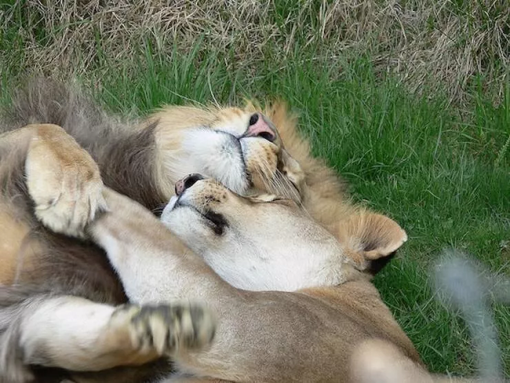 Uplifting internet joy wholesome highlights that warmed hearts
