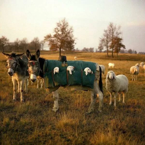 Photos so unreal youd think theyre edited - #1 In Italy, These “Mule Nannies” Help Herds Travel From Mountains to Plains