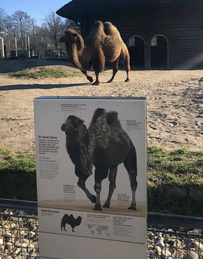 Photos so unreal youd think theyre edited - #15 Timed It Just Right: Camel Caught in the Perfect Moment