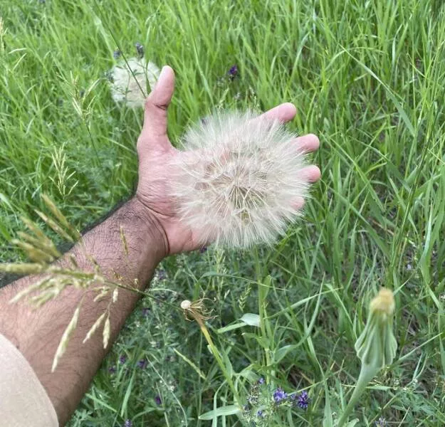 Photos so unreal youd think theyre edited - #17 Biggest Dandelion I’ve Ever Seen — My Hand for Scale
