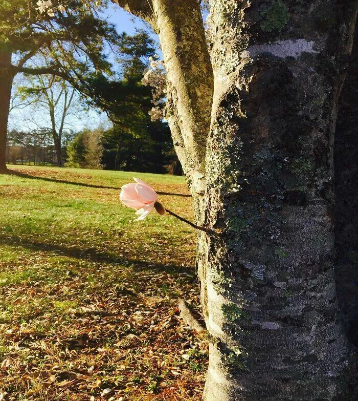 Photos so unreal youd think theyre edited - #18 A Single Stunning Blossom Hanging From a Tree