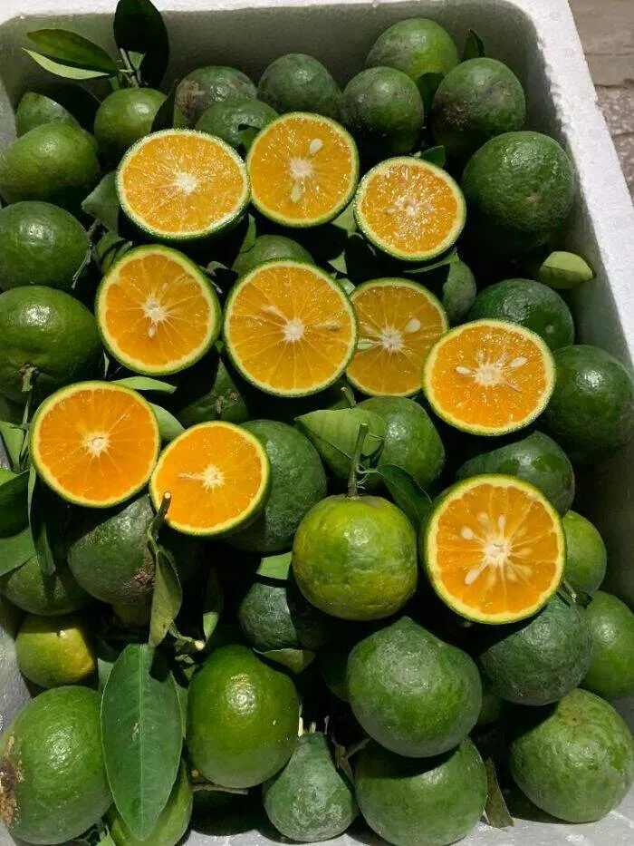 Photos so unreal youd think theyre edited - #20 Tropical Oranges Stay Green — Here’s Why