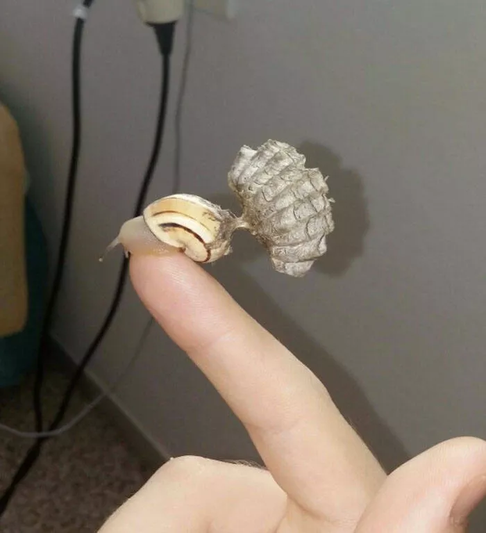 Photos so unreal youd think theyre edited - #31 This Snail Is Hosting a Wasp Nest — Nature’s Airbnb
