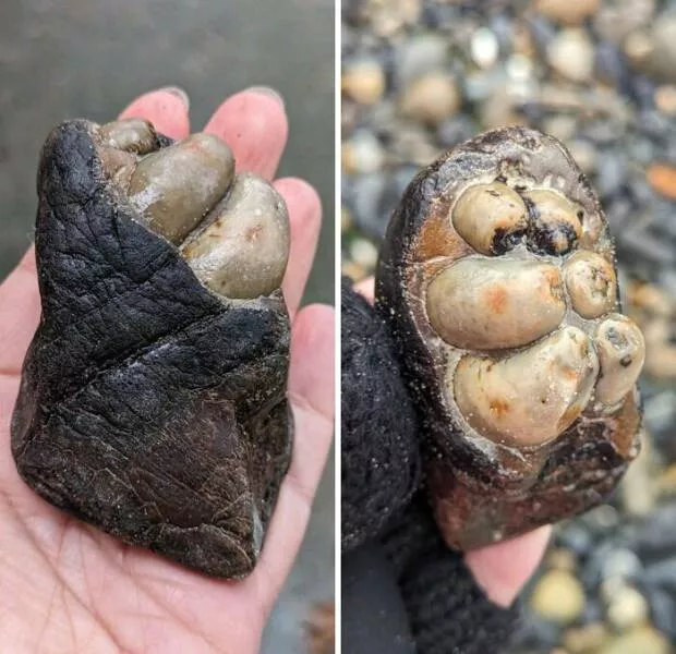 Photos so unreal youd think theyre edited - #35 My Wife Just Found a Hippo Tooth on the Beach