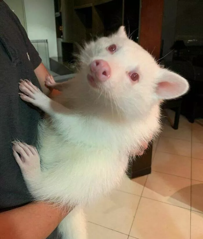 Photos so unreal youd think theyre edited - #6 Ever Seen an Albino Raccoon? Here’s What It Looks Like