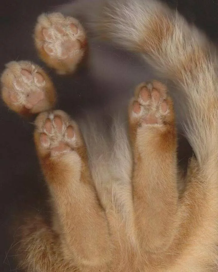 De petits moments qui rechauffent le coeur - #10 On peut aussi parfois voir des chats se reposer sur des scanners d’imprimante.
