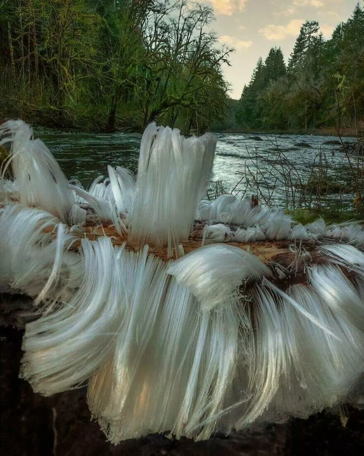 Tiny moments that melt the heart - #4 Hair Ice Is A Rare Phenomenon That Appears On Decaying Wood Under The Right Conditions Of Freezing Weather, High Humidity, And A Specific Fungus