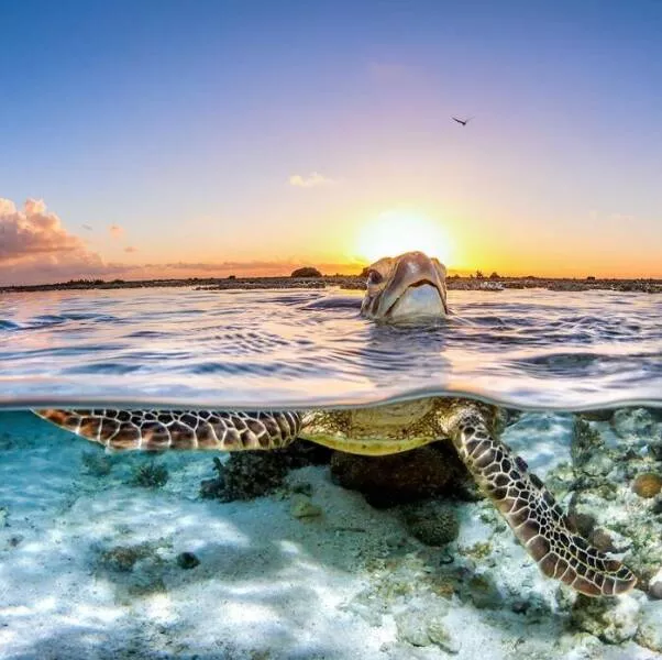 Enchanted wonders of the ocean - #10 