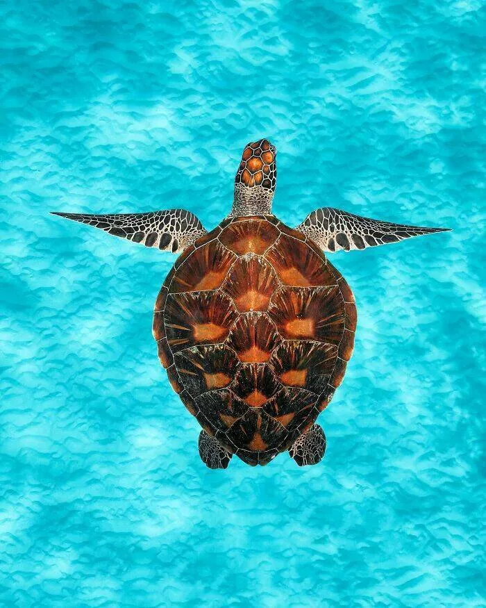 Enchanted wonders of the ocean - #11 