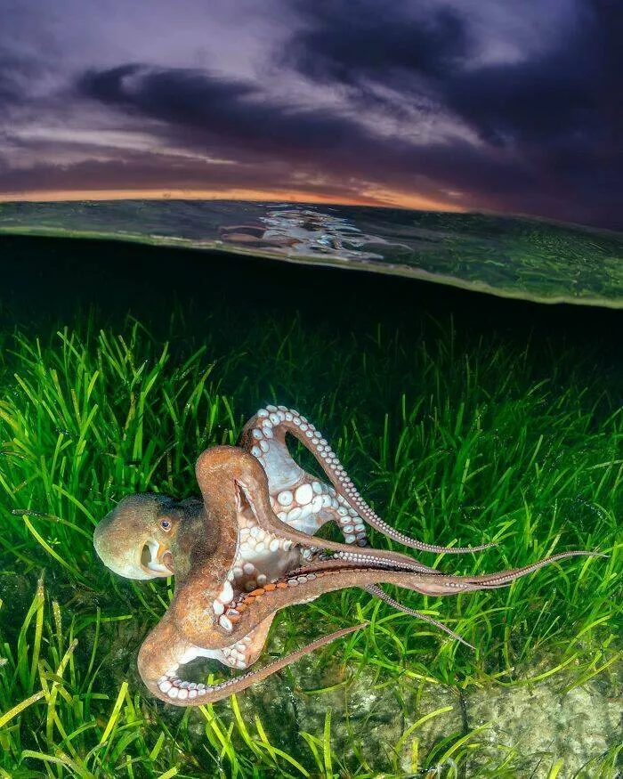 Enchanted wonders of the ocean - #12 