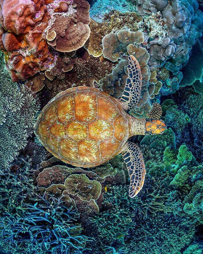 Enchanted wonders of the ocean - #13 