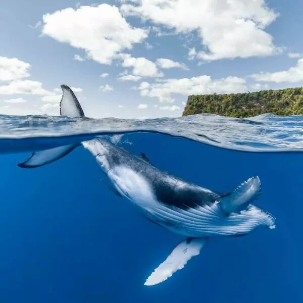 Enchanted wonders of the ocean - #14 