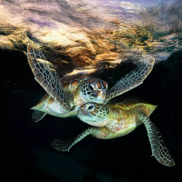 Enchanted wonders of the ocean - #17 