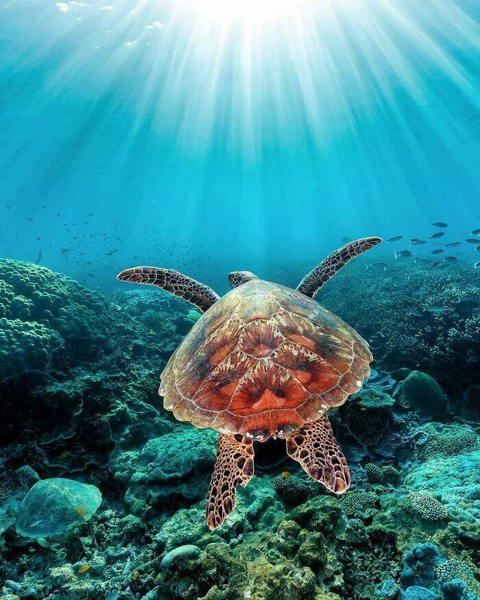 Enchanted wonders of the ocean - #19 