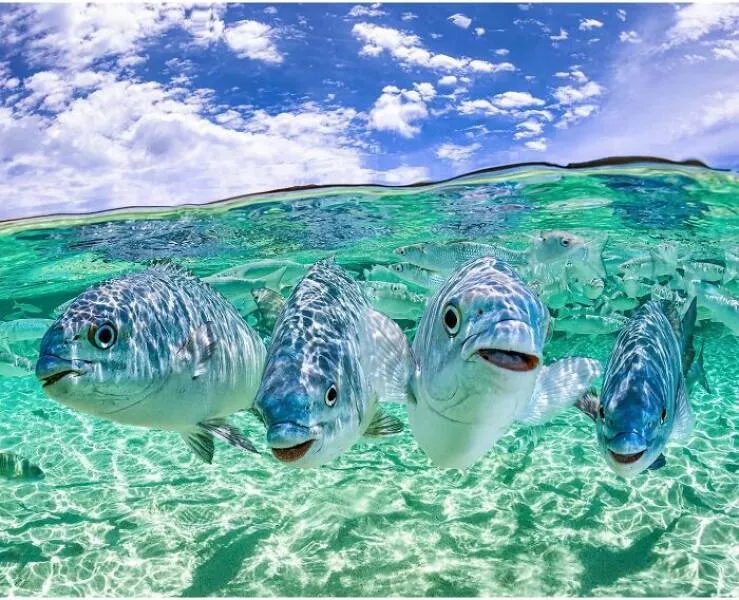 Enchanted wonders of the ocean - #2 
