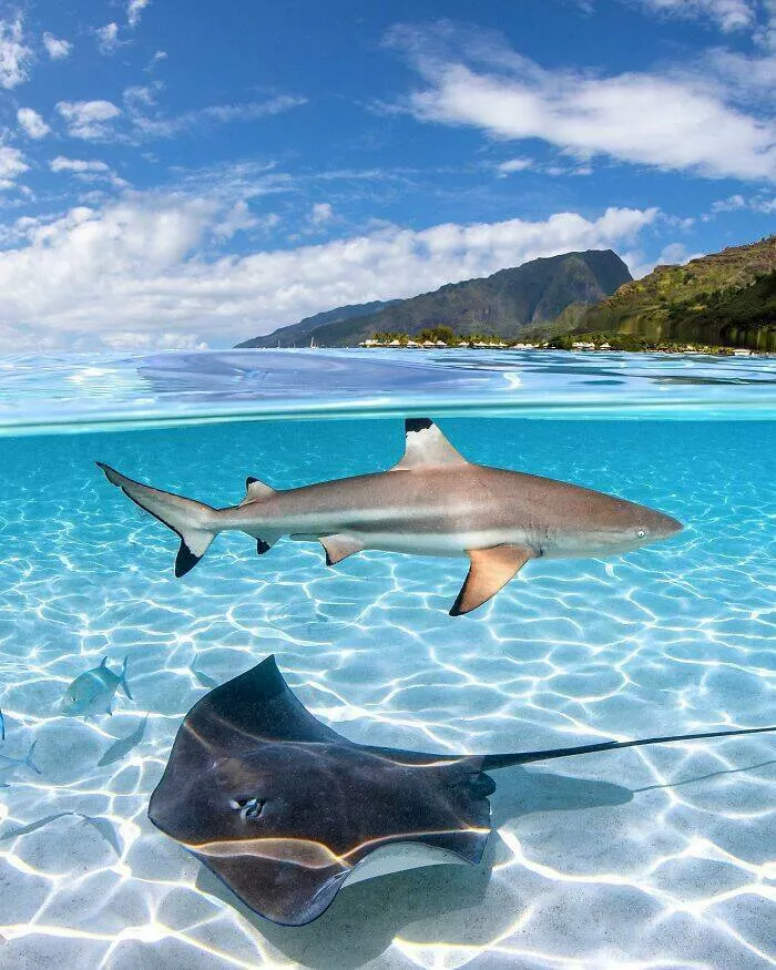 Enchanted wonders of the ocean - #20 