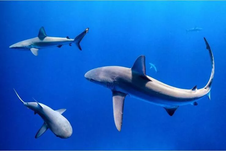 La beaute magique de locean