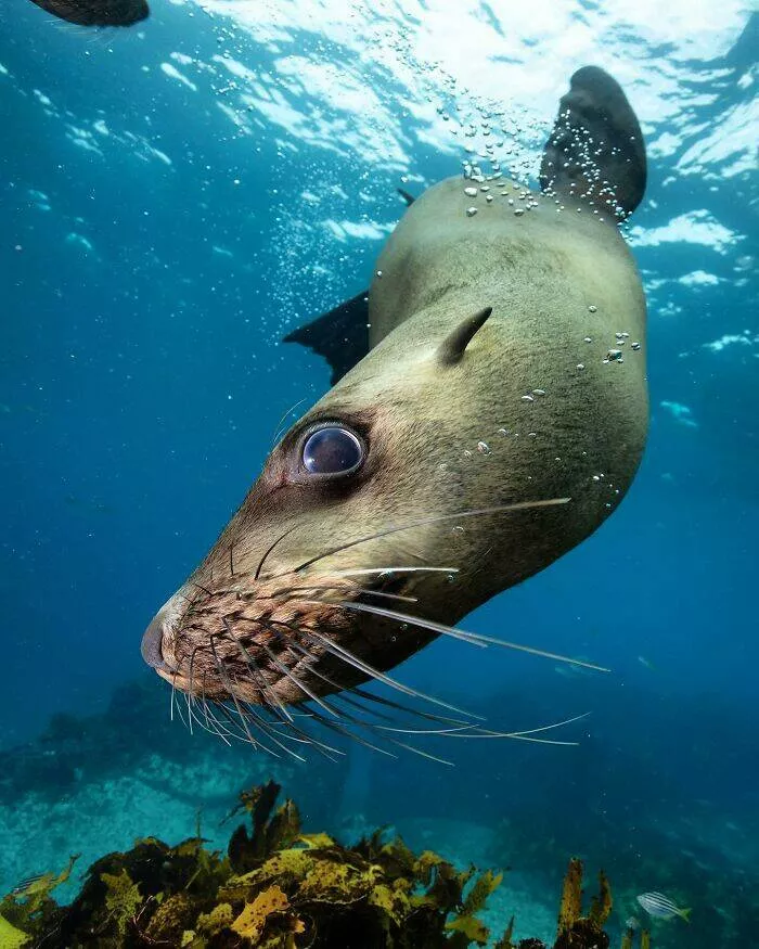 Enchanted wonders of the ocean