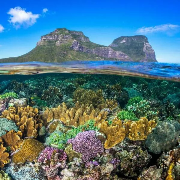 Enchanted wonders of the ocean - #23 