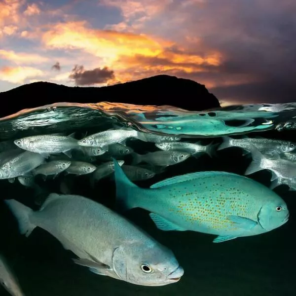 Enchanted wonders of the ocean - #24 