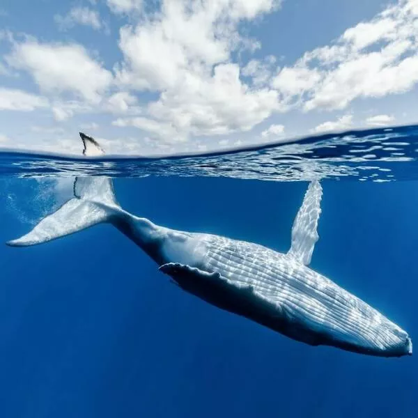 Enchanted wonders of the ocean - #25 