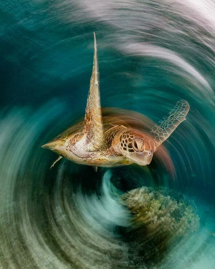 Enchanted wonders of the ocean - #27 