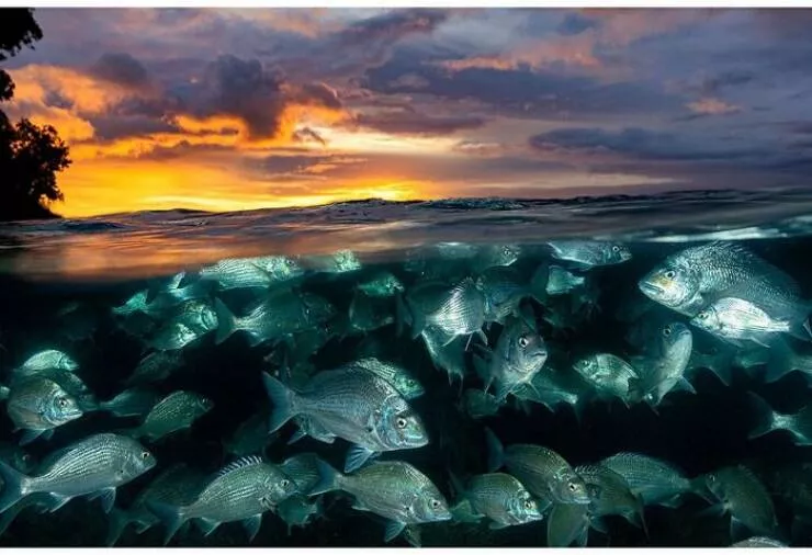 Enchanted wonders of the ocean - #29 