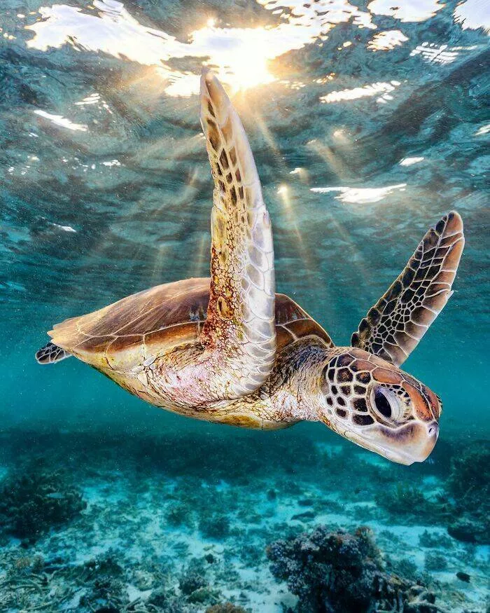 Enchanted wonders of the ocean - #30 