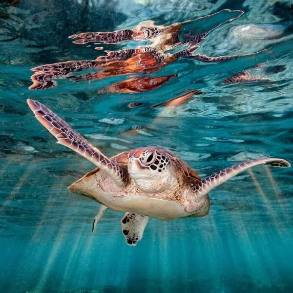 Enchanted wonders of the ocean - #31 