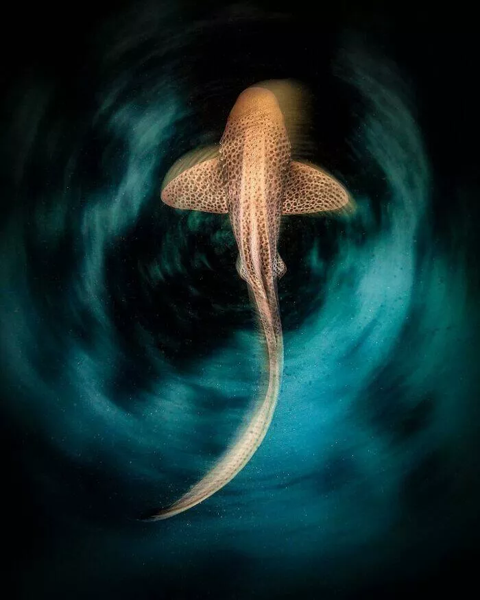 Enchanted wonders of the ocean - #32 