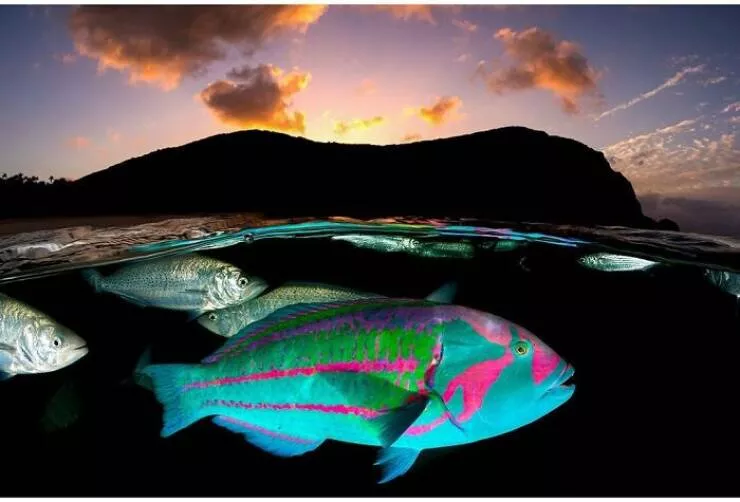 Enchanted wonders of the ocean - #35 